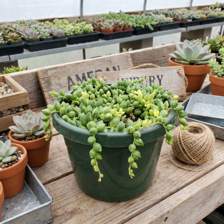 String of Tears, Variegated Plant, Trailing Succulent, Hanging Plant in 2", 4", 6" pot