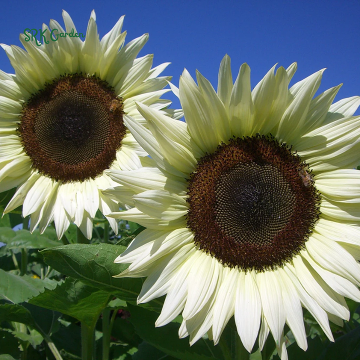 White Nite Sunflower Seeds | 20 Seeds
