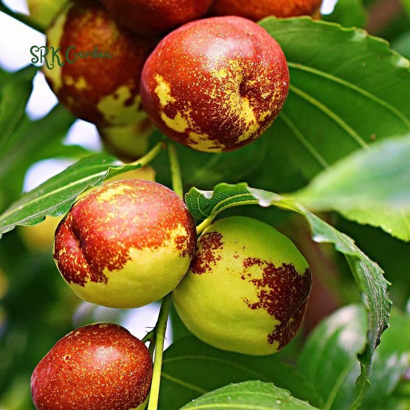 Jujube Honey Jar Tree - 2 Feet Tall - Live Plant for Planting