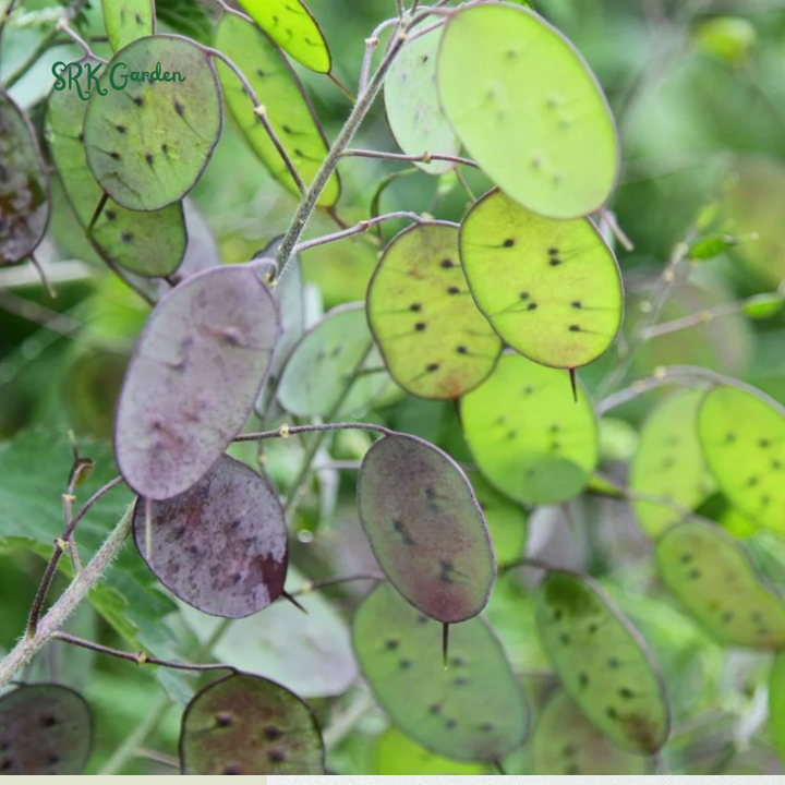 Money Plant Seeds | 50 Seeds