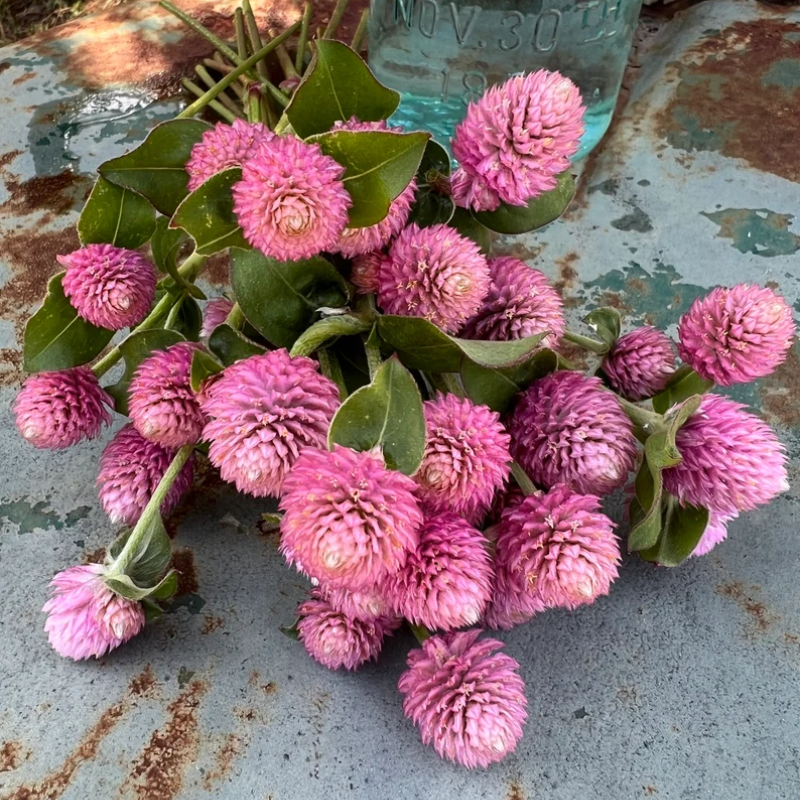 25+ Raspberry Cream Gomphrena Seed
