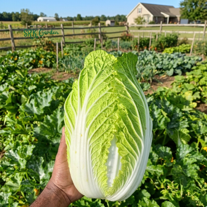 Napa Cabbage Chinese Cabbage | 100+ Seeds
