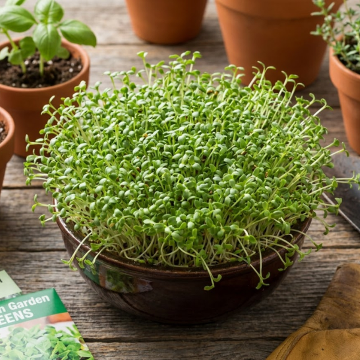 Sprouting & Microgreen Seeds – Mung Bean & Organic Alfalfa