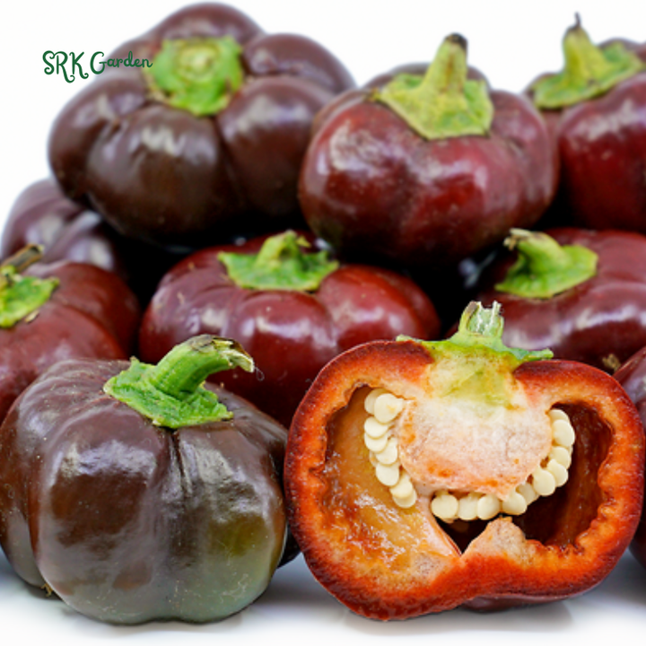 Miniature Chocolate Sweet Bell Pepper | 20 Seeds