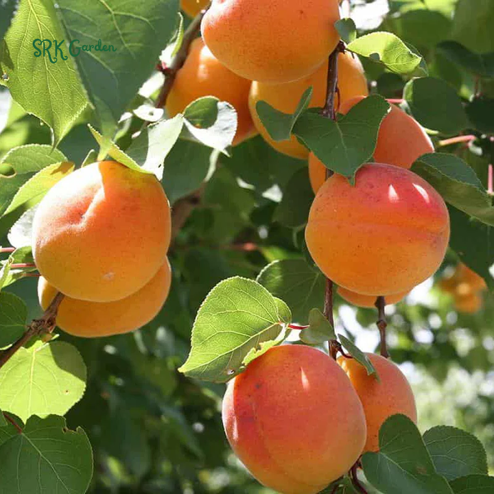 Sweet Bearing Hardy Apricot Seedling 1ft tall