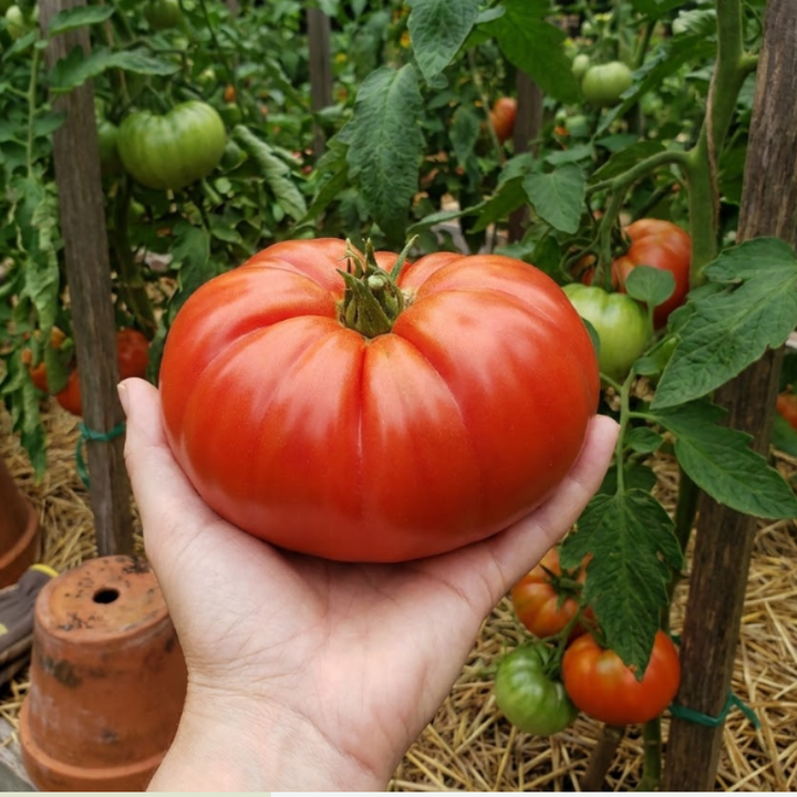 Heirloom Beefsteak Tomato Seeds – Beefsteak, Brandywine Red & Mortgage Lifter