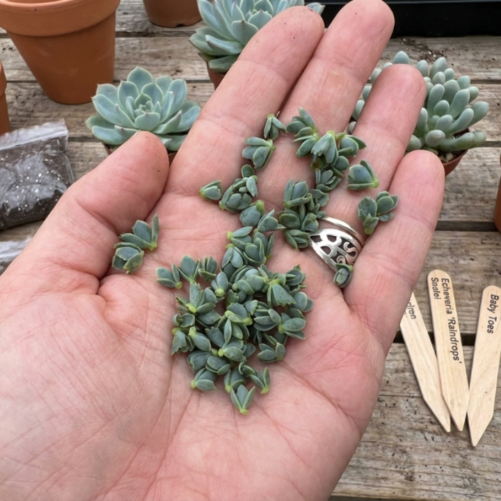 Mother of Thousands, Kalanchoe Succulent, Small Plant in 2”, 4”pot