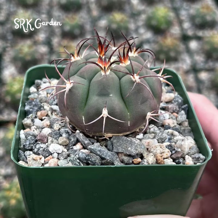 Cactiandexotica Gymnocalycium Saglionis Cactus, Giant Chin Cactus, Live Plant in 3" pot