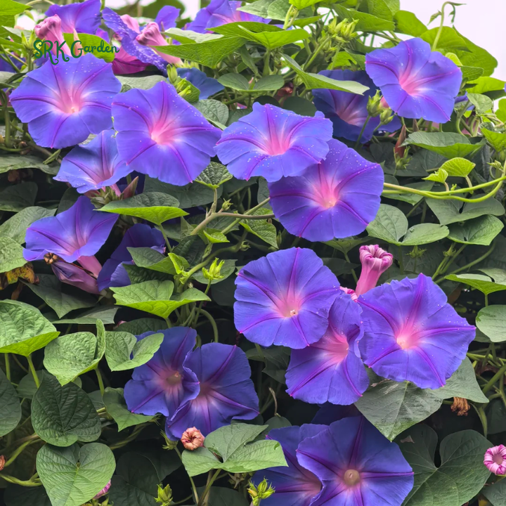 Heavenly Blue Morning Glory Seeds | 50 Seeds