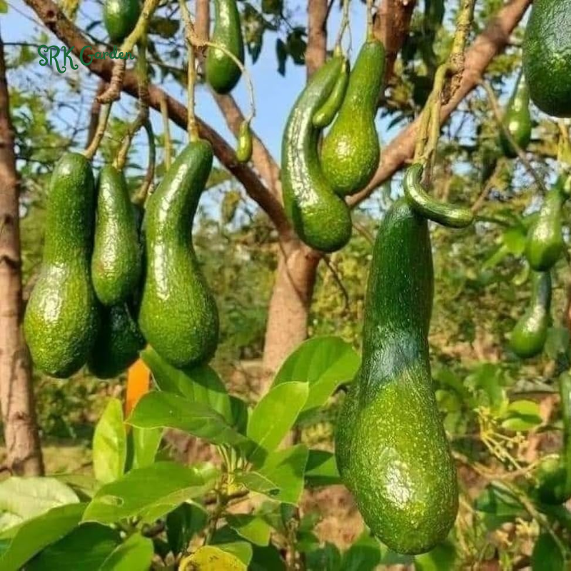 Long Neck Avocado Avocado Tree - Live Big Fruit Tree 12"-24" Tropical Plant