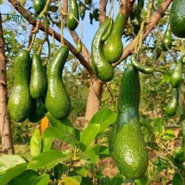 Long Neck Avocado Avocado Tree - Live Big Fruit Tree 12"-24" Tropical Plant