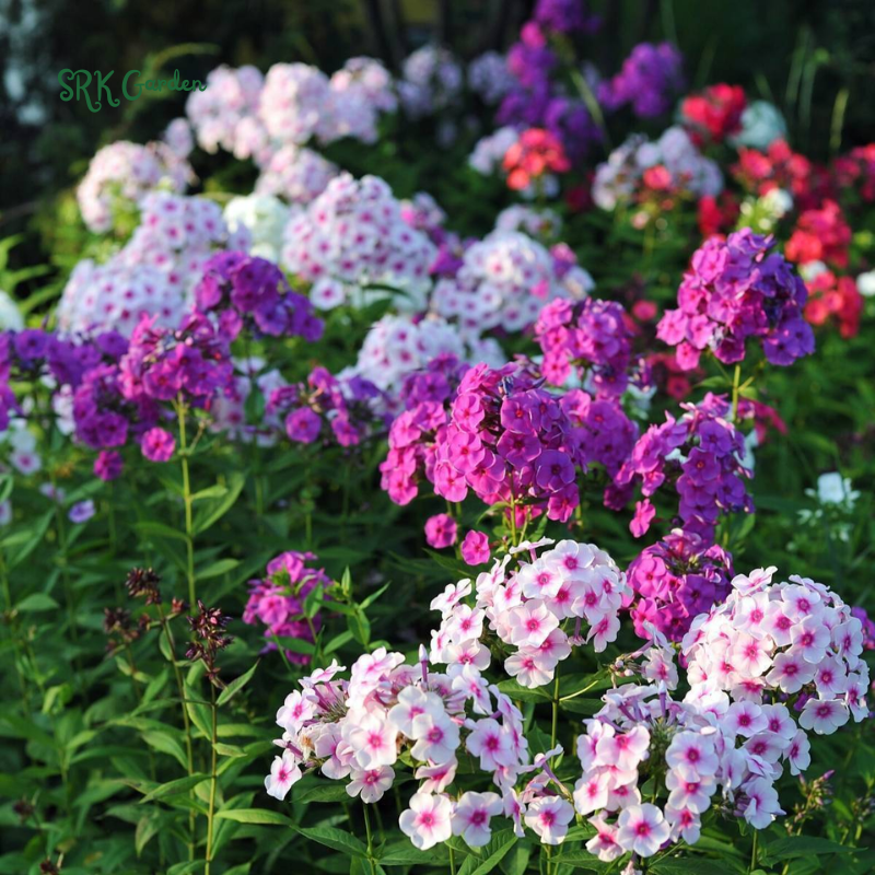 Pastel Shades Phlox Seed Mix | 300 Seeds