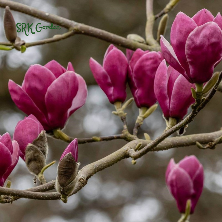 Saucer Magnolia ‘Magnolia Soulangeana’ – Shrub - One Gallon Healthy Potted Plant