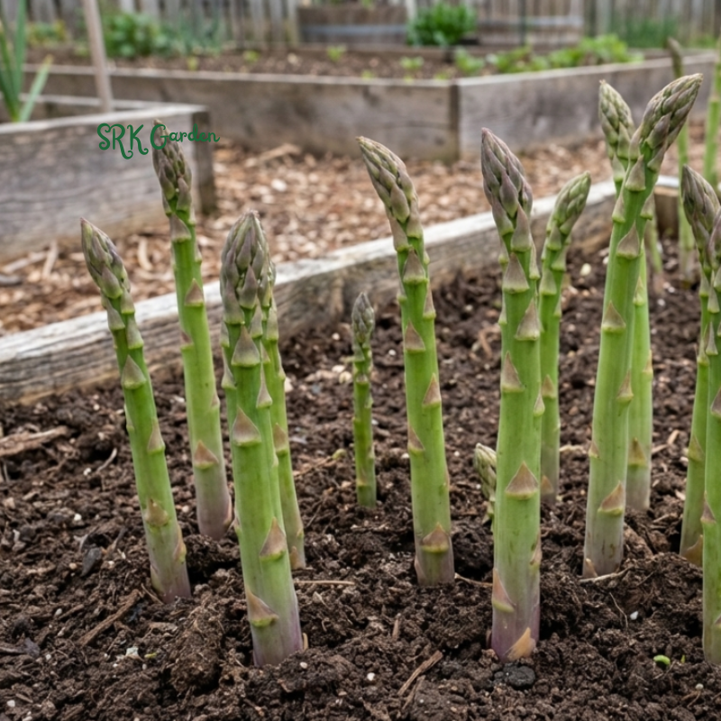 50+ Mary Washington Asparagus Seeds