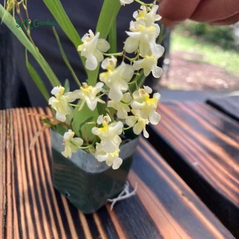 Oncidium orchid twinkle " Pink profusion"| 1 pcs