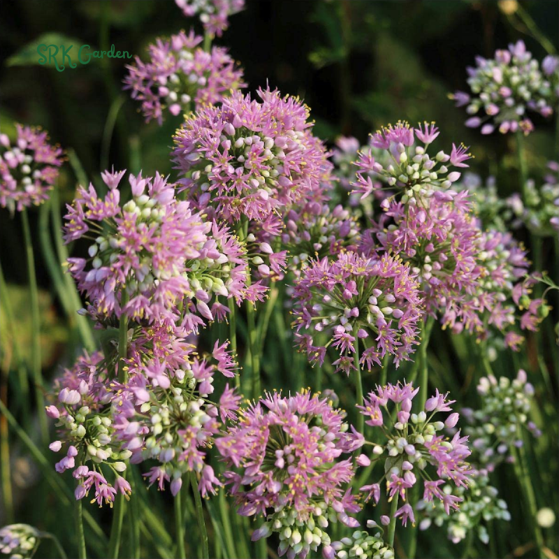 Prairie Onion Seeds | 100 Seeds