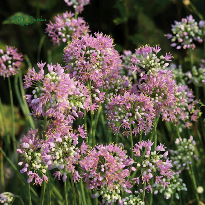 Prairie Onion Seeds | 100 Seeds