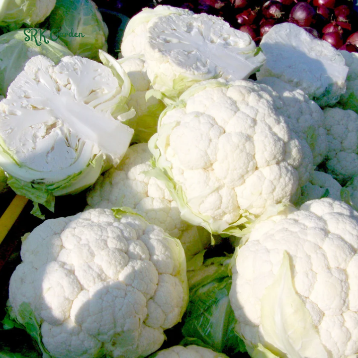 Organic Snowball Cauliflower Seeds, Y Improved Self Balancing | 150 Seeds