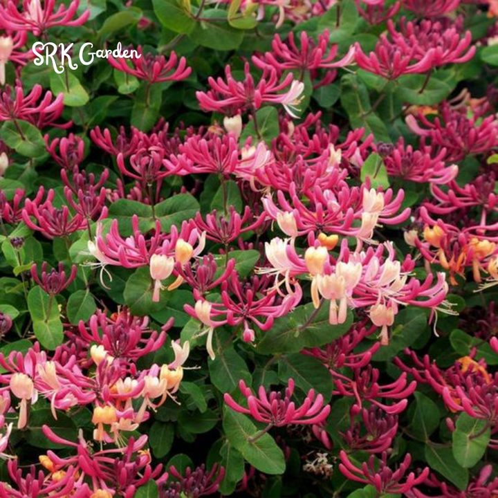 Honeysuckle in 3.5 inch Pot, Beautiful Fragrant Climber