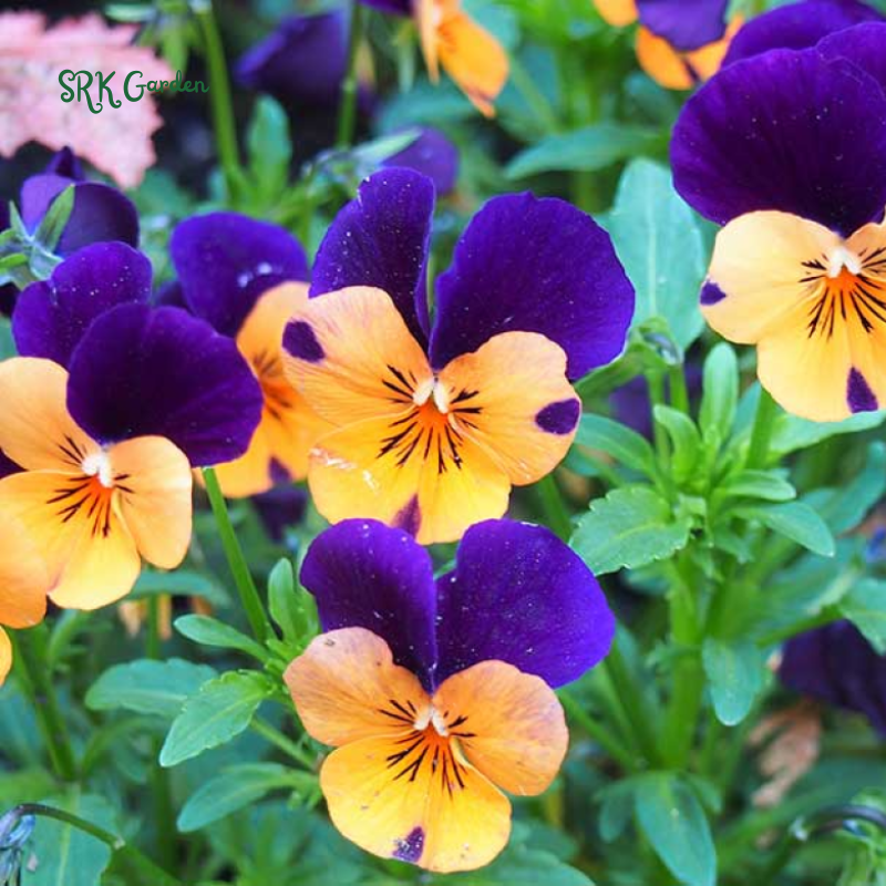 Helen Mount Johnny Jump Up Seeds | 120 Seeds