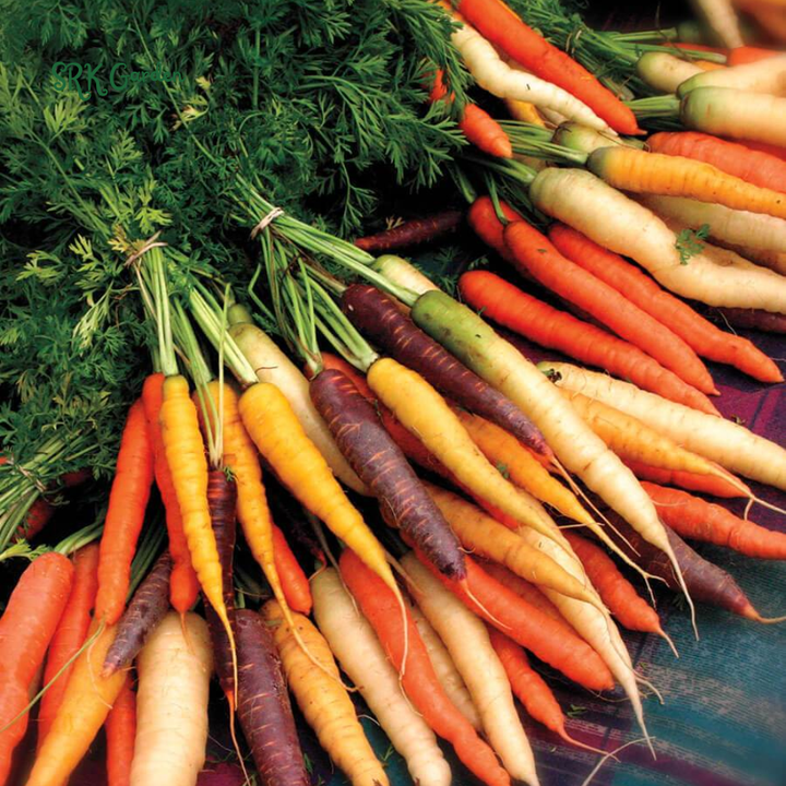 Carrot Seeds - Rainbow Mix | 150 Seeds