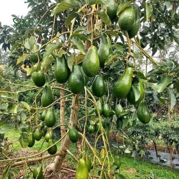 Dwarf Avocado HASS Tree Live Plant Seedling in 4 Inc Pot, 8 Months Old Well Rooted