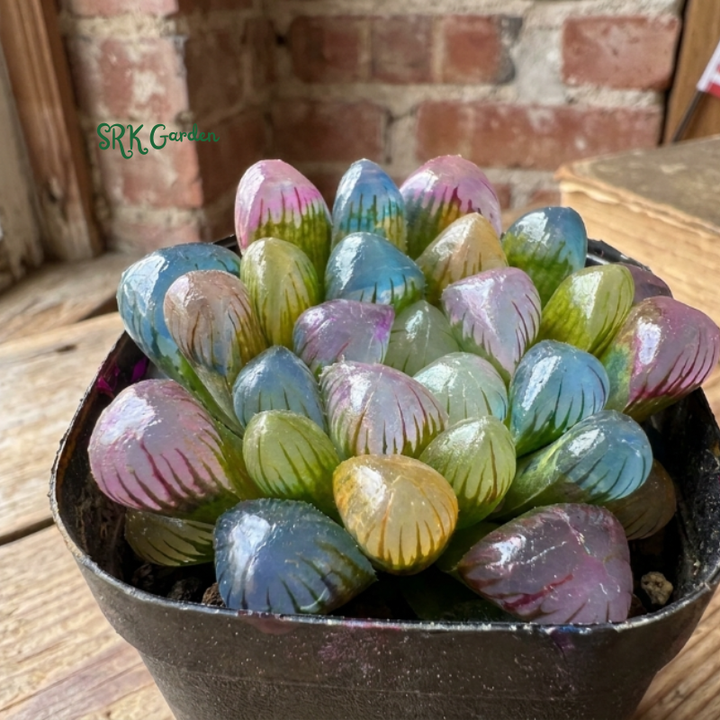 Live Succulents -Rare Succulents -Haworthia Cooperi Rainbow