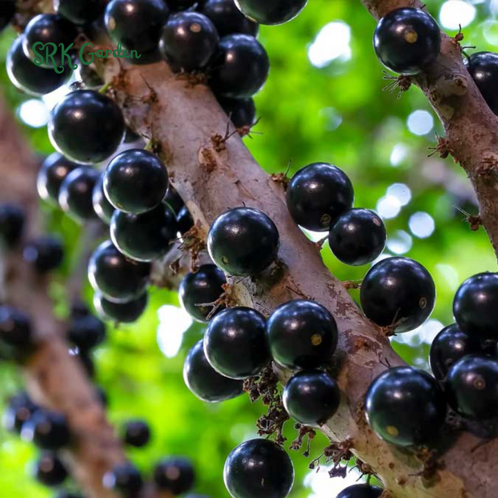 Jaboticaba Tree Live Plant (Jabuticaba)