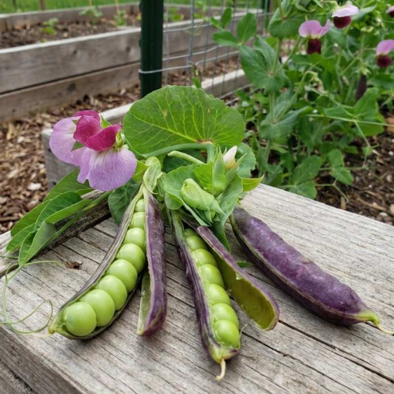 Purple & Green Snap Pea Seeds – Sugar Magnolia & Super Sugar Snap