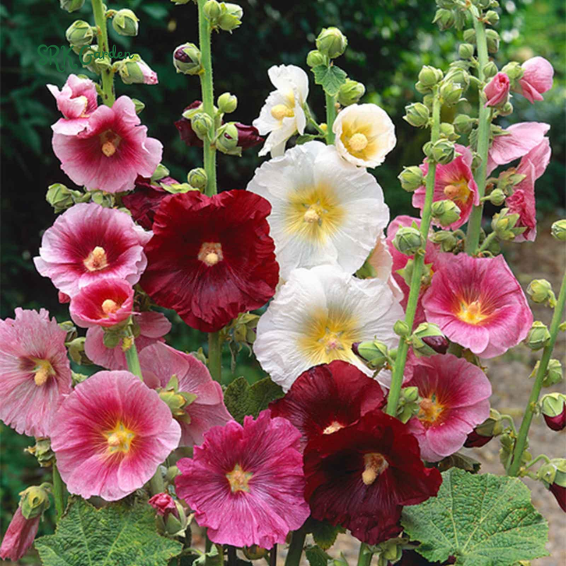 Hollyhock Summer Carnival Mix 50 Seeds