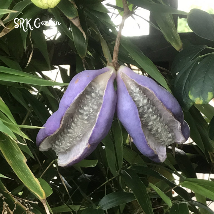Chocolate Vine Plant Seeds (100 Seeds) Akebia for Outdoor Garden