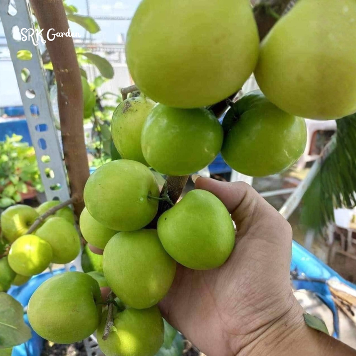 Green Jujube Honey Tree Large Size, Tropical Fruit tree 1-2ft tall
