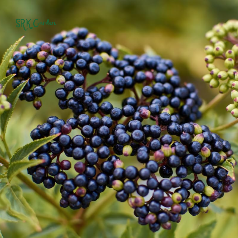 Elderberry Bush Plants Live, Black Elderberry Plant for Outdoor Garden, 5 to 9 Inch Tall