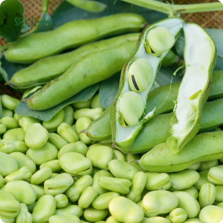 Fava Bean Seeds | 25 Seeds