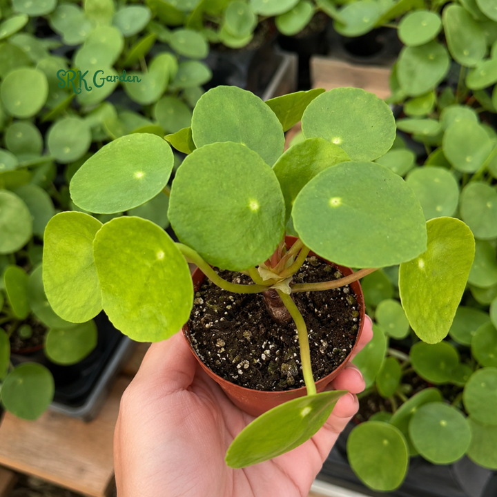 Chinese Money Plant (Pilea Peperomioides) 2.5" pot