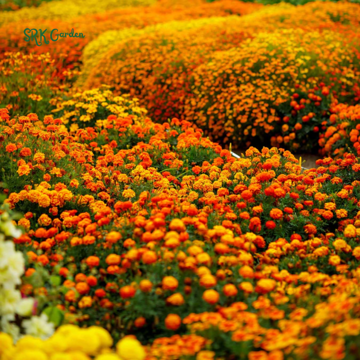 Sparky French Marigold Seed | 300 seeds