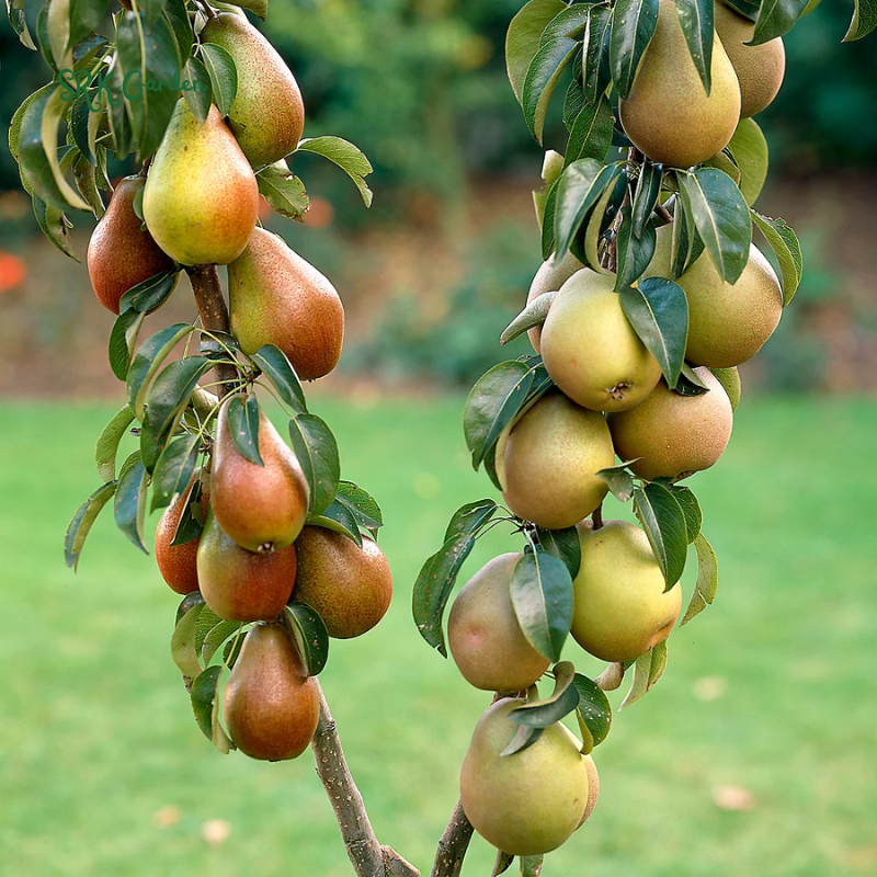 Live Pear Tree, Cold Hardy Pear Fruit Tree for Yard |  10 Inch Tall
