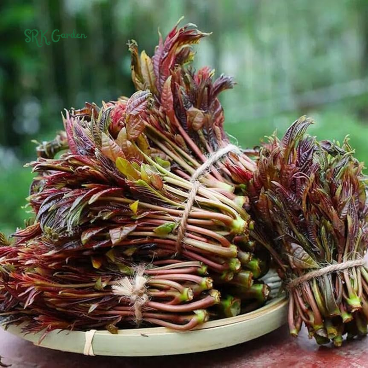 Chinese Toon Seeds | 20 Seeds