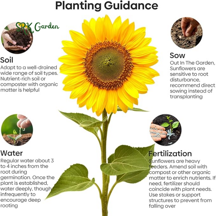 Giant Mammoth Sunflower Seeds for Planting, High Germination, Attracts Pollinators | 200 Seeds