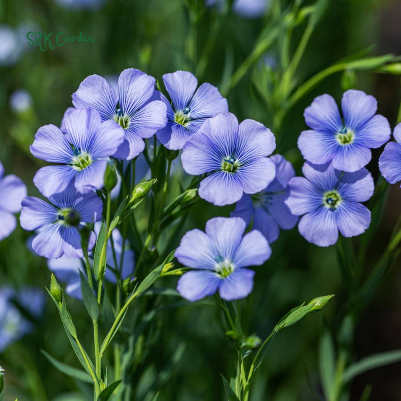 Blue Flax Seeds for Spring | 350 Seeds