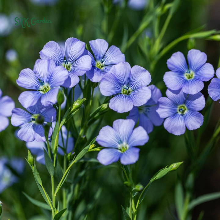 Blue Flax Seeds for Spring | 350 Seeds