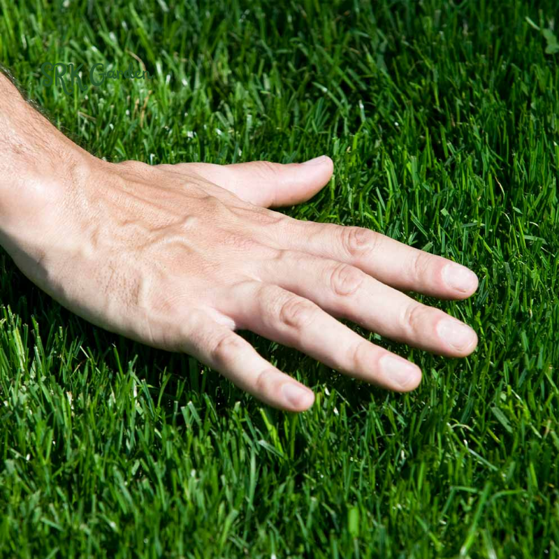 Fescue Penkoted Grass Seed 3 lb