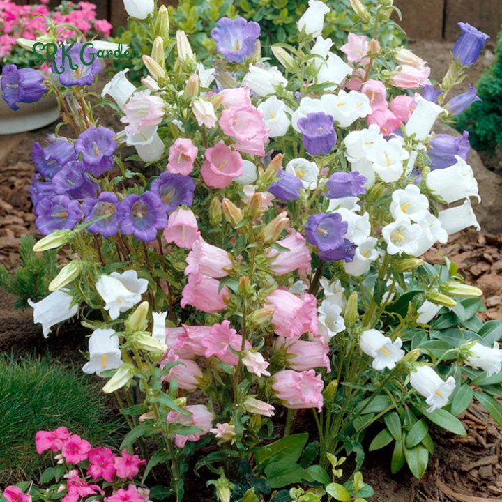 2000+ Mix Cup and Saucer Bell Flower Seeds