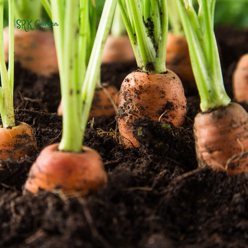 Carrot Seeds - Danvers 126 | 150 Seeds