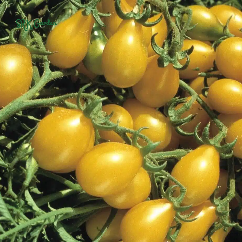 Yellow Pear Cherry Tomato Seeds | 30 Seeds