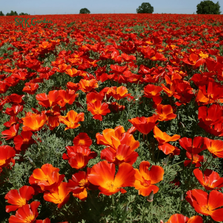 Red California Poppy Seeds | 500 seeds