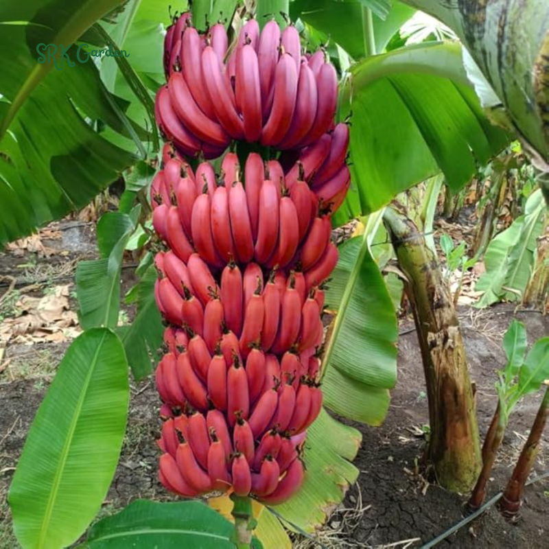 Red Banana Plant Live For Planting Cold Hardy 4 7 In Tall No Pot red-banana-plant-live-for-planting-cold-hardy-4-7-in-tall-no-pot