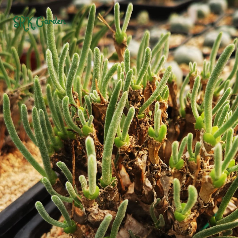 Monilaria moniliforme, Rabbit Succulents 20 seeds