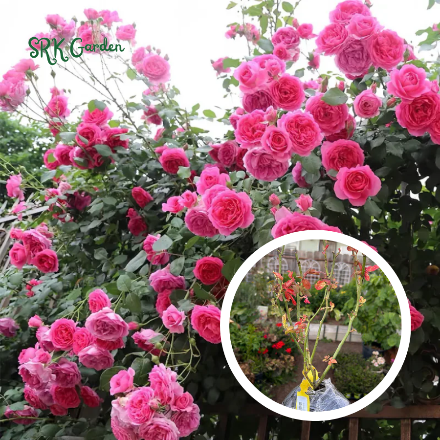 Climbing rose Live Plants