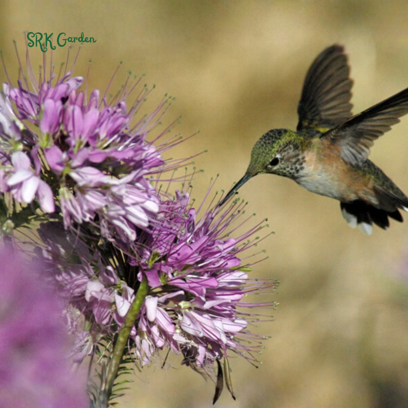 Rocky Mountain Bee Plant | 50 Seeds